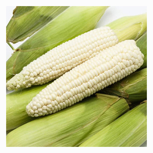 เมล็ดข้าวโพดขาวคุณภาพสูงจำนวนมากสำหรับการบดแป้งและการแปรรูปอาหาร - Product Image 4