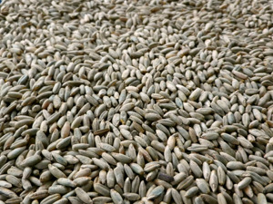 Grano di <span class=keywords><strong>segale</strong></span> intero naturale in vendita, semi di <span class=keywords><strong>segale</strong></span> biologici sfusi, <span class=keywords><strong>segale</strong></span> pulita ed essiccata per panificazione, produzione di birra, mangime per bestiame, fornitore globale - Product Image 6