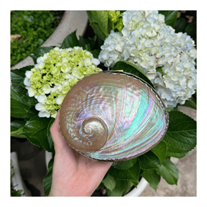 กล่องเครื่องประดับเปลือกหอยสีรุ้ง กล่องใส่เครื่องประดับเปลือกหอยรูปวงรี ดีไซน์แปลกตา ผิวมุกธรรมชาติ กล่องวินเทจประกายรุ้ง - Product Image 2