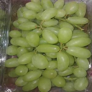 Uvas Frescas de la India - Calidad Premium Sin Semillas Dulces Calidad de Exportación Almacenamiento Refrigerado Marca Global - Product Image 1