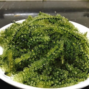 Uvas de Mar para Exportación al por Mayor |   Empaque de 50 g a 1 kg - Product Image 6