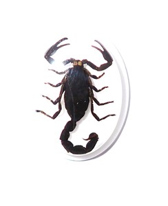 Scorpion noir, spécimen réel, cabochon en plastique ovale 31x41 mm sur fond plat blanc pour l'artisanat et la fabrication de bijoux - Product Image 4
