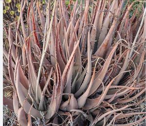 Feuilles d'aloe vera biologiques de qualité supérieure pour les soins de la peau et des cheveux, emballage personnalisé, exportées en vrac depuis l'Inde du Sud - Product Image 1