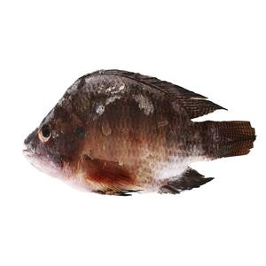 Filetes de Tilapia Congelados con 98% de Frescura Natural y Carne Firme, Ideales para Pedidos de Producción de Alimentos a Gran Escala - Product Image 2