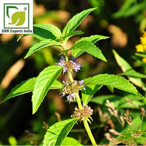 Fabricant et exportateur d'huile naturelle de menthe poivrée Arvensis d'Inde pour l'industrie cosmétique et parfumerie - Product Image 3