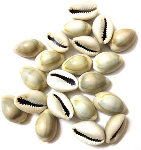 Conchas de Cauri Naturales, Cuentas de Concha de Cauri, Conchas Blancas para Joyería, Manualidades, Decoración, Venta al por Mayor - Product Image 3