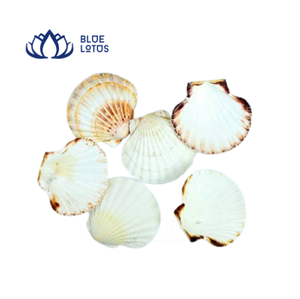 Coquilles Saint-Jacques Naturelles Écologiques Bleu Lotus Rayées Blanches et Rouges Artisanat Populaire Binh Thuan Durables pour Bricolage et Décoration Intérieure - Product Image 1