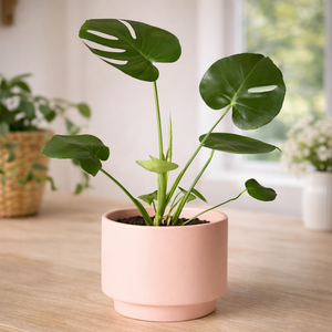 Pot de fleurs en céramique à finition mate avec trou de drainage, construction durable, décoration moderne pour la maison et le jardin intérieur - Product Image 1