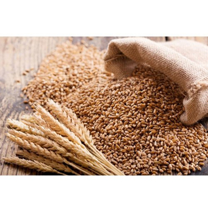 Venta al por Mayor de Trigo Duro de Primera Calidad, Grado Alimenticio, Listo para Enviar, Suministro para Exportación - Product Image 3