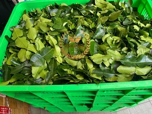 Poudre de feuille de citron vert kaffir moulue fine saveur authentique du sud-est asiatique prix de gros meilleure qualité du Vietnam - Product Image 4