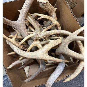 Cornes de cerf roux de qualité supérieure à vendre, sélectionnées et nettoyées, parfaites pour la décoration et l'artisanat - Product Image 6