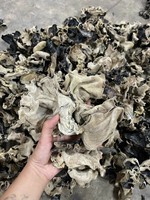 Tranches de champignons noirs séchés pour garnitures de ramen et plats sautés, aliments riches en fibres et sains