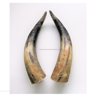 Corne de vache naturelle faite à la main, taille et prix personnalisés, 5 pièces, paire de cornes polies et décorative pour la maison