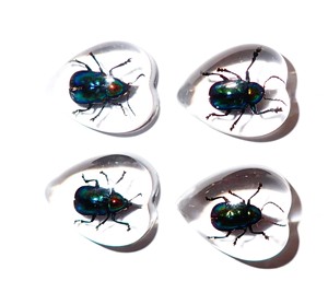 Escarabajo de Hoja Brillante, Espécimen Real, Cabujón de Plástico en Forma de Corazón 17x21 mm, Base Plana Transparente para Manualidades y Joyería - Product Image 3