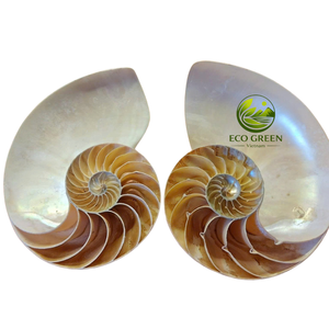 Premium Natural Spiral Coastal <b>Shell</b> Decorative Ocean <b>Ornament</b> for Aquarium Beach Decor and Interior Display - Product Image 4