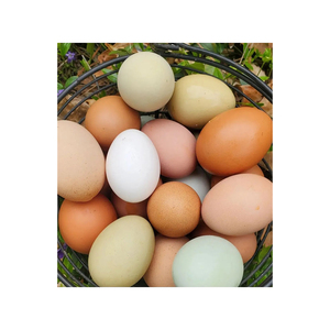 ไข่ไก่สีน้ำตาล คุณภาพพรีเมียม ขายส่ง ผู้ส่งออก - Product Image 5