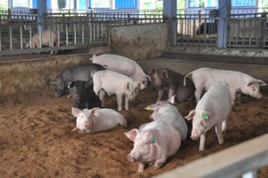 Larves de Mouches Soldat Noires Séchées 100% Naturelles pour Alimentation Animale – Vente en Gros B2B, Bon Prix, Sécurité et Qualité pour Animaux, Grand Volume - Product Image 3