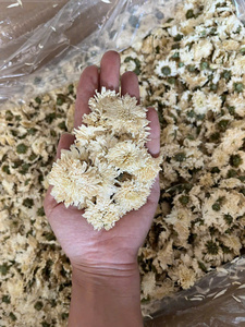 ชาดอกเบญจมาศขาวเวียดนาม ชาดอกไม้แห้งทั้งดอก สำหรับใช้เป็นเครื่องดื่มประจำวัน ดอกตูมแห้ง จำหน่ายจำนวนมาก - Product Image 5