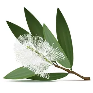 Aceite Esencial de Cajeput para Aromaterapia, Destilado al Vapor, Disponible a Precio de Fábrica y Suministro al por Mayor para Exportación - Product Image 1