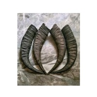 Corne et pointe de corne de buffle naturelles brutes, noires et de couleur naturelle, pour la personnalisation de la taille et du cor.