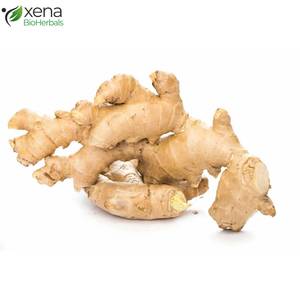 Fournisseur d'usine de gingembre biologique, épice naturelle, matière première pour produits alimentaires et herboraires, vente en gros - Product Image 1
