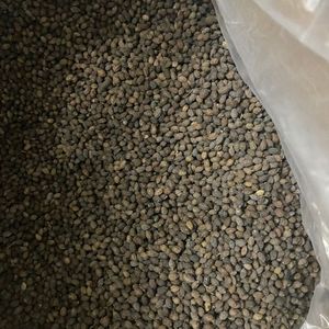 Graines de papaye séchées en vrac, vente en gros, poudre de graines de papaye brute biologique, matière première pour épices, Vietnam - Product Image 2