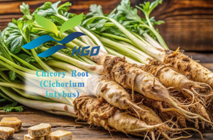 Hgo สารสกัดจากรากชิกโครีธรรมชาติบริสุทธิ์ (cichorium intybus) สารสกัด (อาหารเพื่อสุขภาพ) ข้อมูลจำเพาะ10:1 - Product Image 3