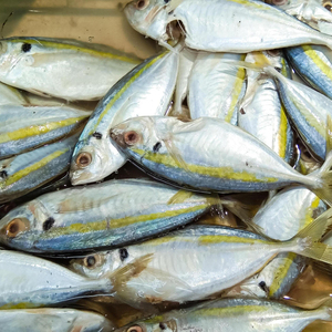 Pescado Caballito de Mar Premium, Mariscos Frescos Limpios y Listos para Cocinar, Ideal para Cocinas Profesionales y Uso Doméstico - Product Image 3