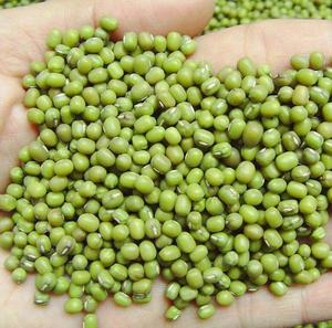 Venta al por Mayor de Frijoles Mung Verdes de Primera Calidad a Precios Económicos, Buena Calidad para Germinar - Product Image 5