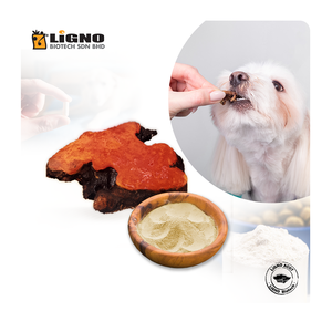 Antrodia Camphorata para Mascotas - Ingrediente Funcional para la Salud del Hígado en Suplementos para Perros y Gatos - OEM Malasia - Product Image 1