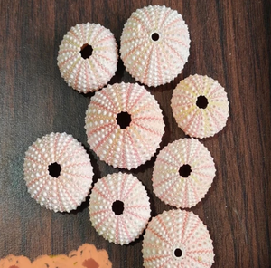 Conchas de Erizo de Mar Naturales en Colores Púrpura, Rosa y Azul, Hechas a Mano, para Manualidades, Decoración Costera, Joyería y Decoración del Hogar - Product Image 4