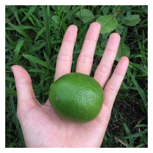 Citron vert congelé du Vietnam riche en arôme naturel coupé et congelé pour l'exportation Idéal pour les sauces et smoothies d'assaisonnements - Product Image 6