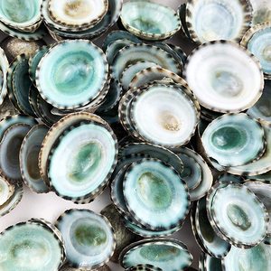 Coquilles de limpets pour artisanat, bon prix, coquillages naturels, coquillages de plage, décorations pour la maison - Product Image 6