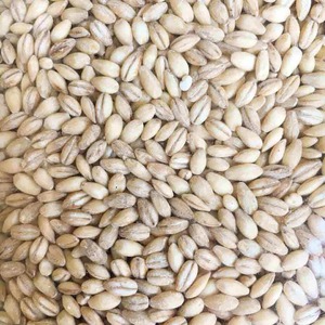 Grano de Cebada Premium para Nutrición Ganadera, Cebada 100% Pura para Alimentación Animal, Limpia y Seleccionada, Empaque a Granel para Exportación - Product Image 3
