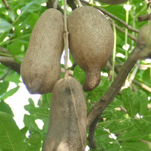 <span class=keywords><strong>Poudre</strong></span> naturelle d'extrait <span class=keywords><strong>de</strong></span> fruit <span class=keywords><strong>de</strong></span> <span class=keywords><strong>Kigelia</strong></span> Africana <span class=keywords><strong>de</strong></span> haute qualité - Product Image 2