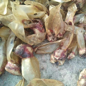 Nourriture naturelle pour animaux de compagnie Oreilles de buffle séchées pour chien Nourriture pour animaux de compagnie 100% naturelle et énergisante Nourriture pour chien Agate - Product Image 1