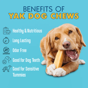 Friandises à mâcher 100 % naturelles au lait de yak de l'Himalaya pour chiens – Soin dentaire, longue durée, riches en protéines, saines, sans céréales - Product Image 4