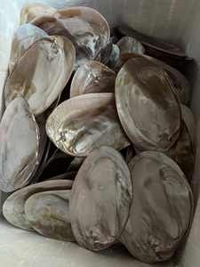 Plateau en nacre polie de 15-20 cm, plateau en coquille d'huître, assiette en coquille de moule pour la fabrication de bijoux DIY et l'artisanat - Product Image 2