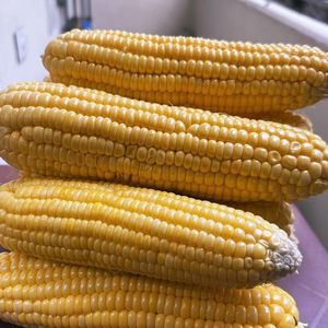Premium Quality Dried Yellow Corn Organic Yellow Sweet Corn Non-GMO Dried <b>Grain</b> for Human Consumption - Product Image 6