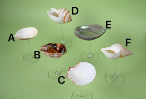 Verres à cocktail en coquillages faits à la main, design côtier, lot de 6, verrerie durable pour les soirées cocktail - Product Image 1