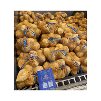Coco seco de alta calidad, coco maduro con semiespinilla, coco fresco viejo para venta al por mayor y mercado de exportación