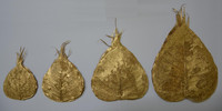 Gousses de fleurs séchées naturelles sur mesure à base de fleurs séchées naturelles idéales pour les fabricants de pots-pourri et de décorations florales