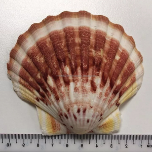 Conchas de vieira naturales KMI de 9–12 cm – Ecológicas y a granel para manualidades y decoración del hogar - Product Image 2