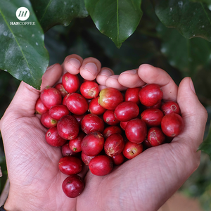 HANCOFFEE Proveedor Vietnamita, Nueva Cosecha 2026, Granos de Robusta Verdes - Precio Mayorista Más Bajo - Empaquetado en Bolsas de 60 kg/PP/Yute - Product Image 1