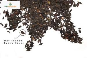 Laxante Natural de Terminalia Chebula Negra - Product Image 3