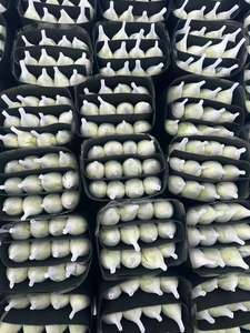 ดอกกุหลาบสีขาว Tanny ส่งตรงจากโรงงานดอกไม้สำนักงานดอกไม้สำหรับวันวาเลนไทน์ - Product Image 4