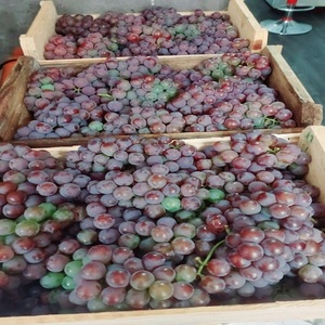 Uvas Rojas de Alta Calidad con un Hermoso Color, Apariencia Fresca y Sabor Jugoso, Diseñadas para Venta al por Menor, Restaurantes y Cafeterías - Product Image 3
