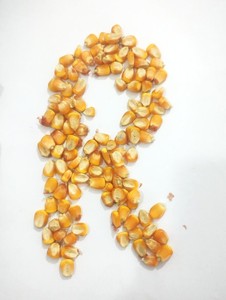 Feed Grade Dry High Protein Yellow <b>Maize</b> Corn for Cattle & Dairy Livestock Feed 50kg <b>Bag</b> - Product Image 1