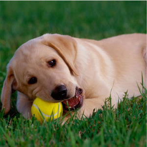 Kinghin Pet Suppliers, jouets à mâcher pour chiens écologiques, vente en gros de balles de tennis en caoutchouc pour animaux de compagnie, jouet interactif pour chien - Product Image 2