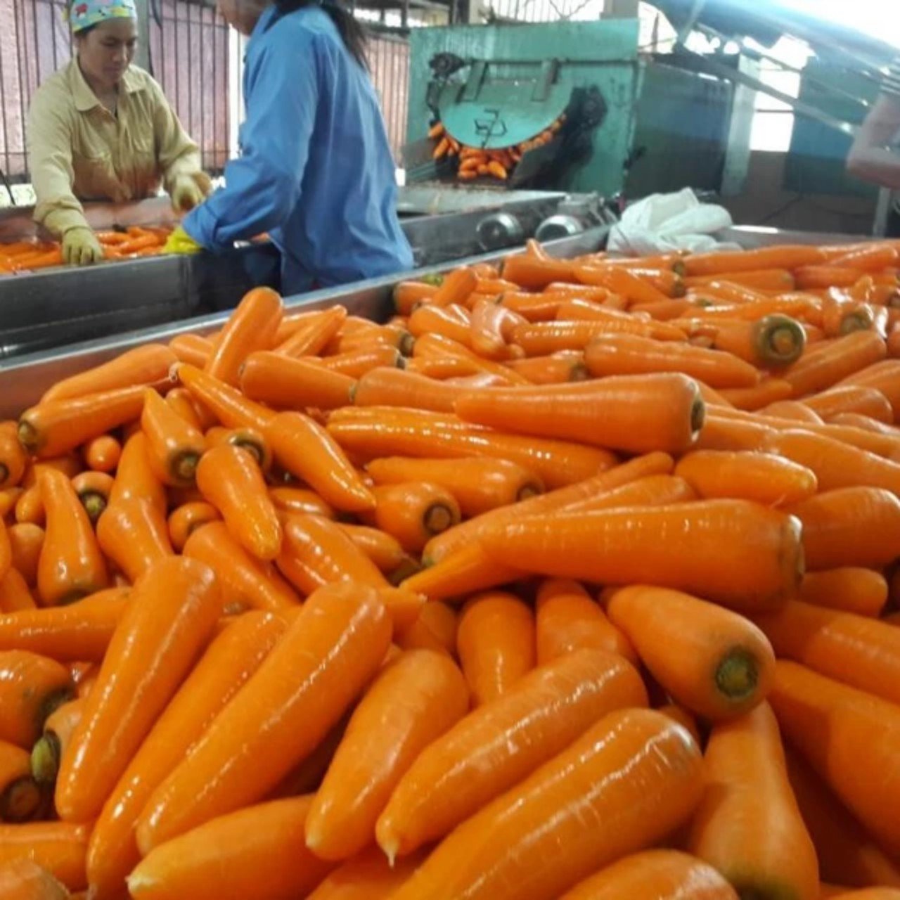 Verse Groenten Gemeenschappelijke Teelt Export Kwaliteit Oranje Natuurlijke Zoete Verse Wortel Voor Export